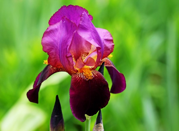Bold And Beautiful by Deb Oppermann